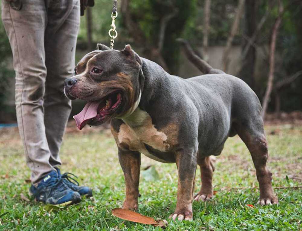 Expertasia Bully Ebony Expertasia Bullies Chiang Mai Thailand 4015