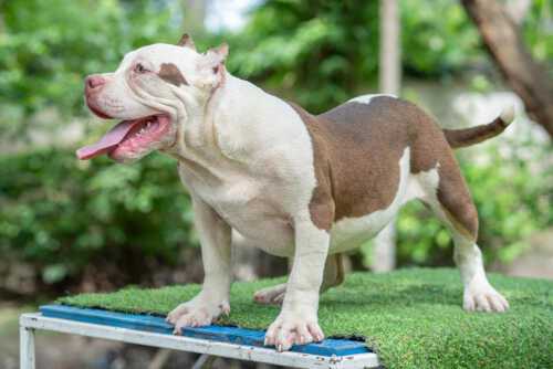 Expertasia Bully Camp American Bully Dogs Chiang Mai Thailand