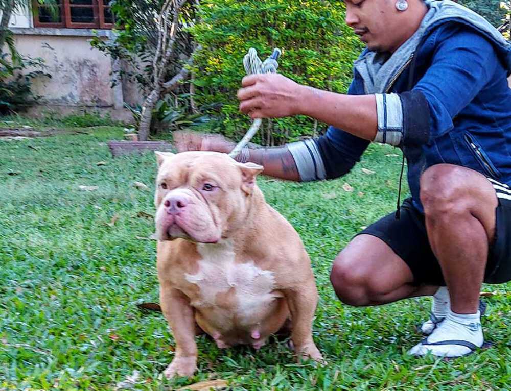 Expertasia Bully Mali Female Bully Expertasia Bullies Chiang Mai 4730