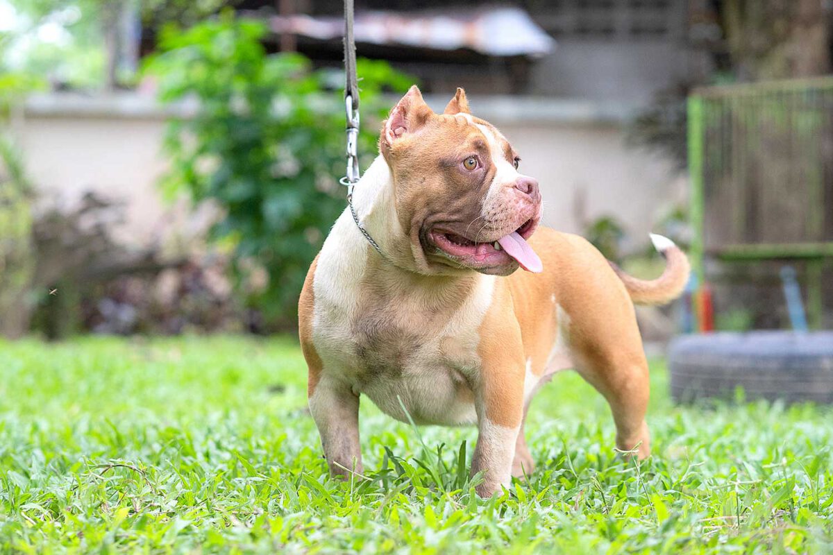 Female Dogs - EXPERTASIA Bully Camp