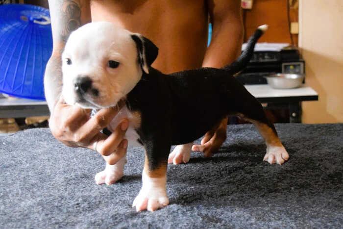 Female American Bulldog for slae in Chiang Mai, Thailand - Cyclo & Blackman